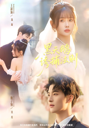 黑天鹅诱捕法册(80集) 黑天鹅诱捕法册(80集)短剧来袭好看又上头的剧